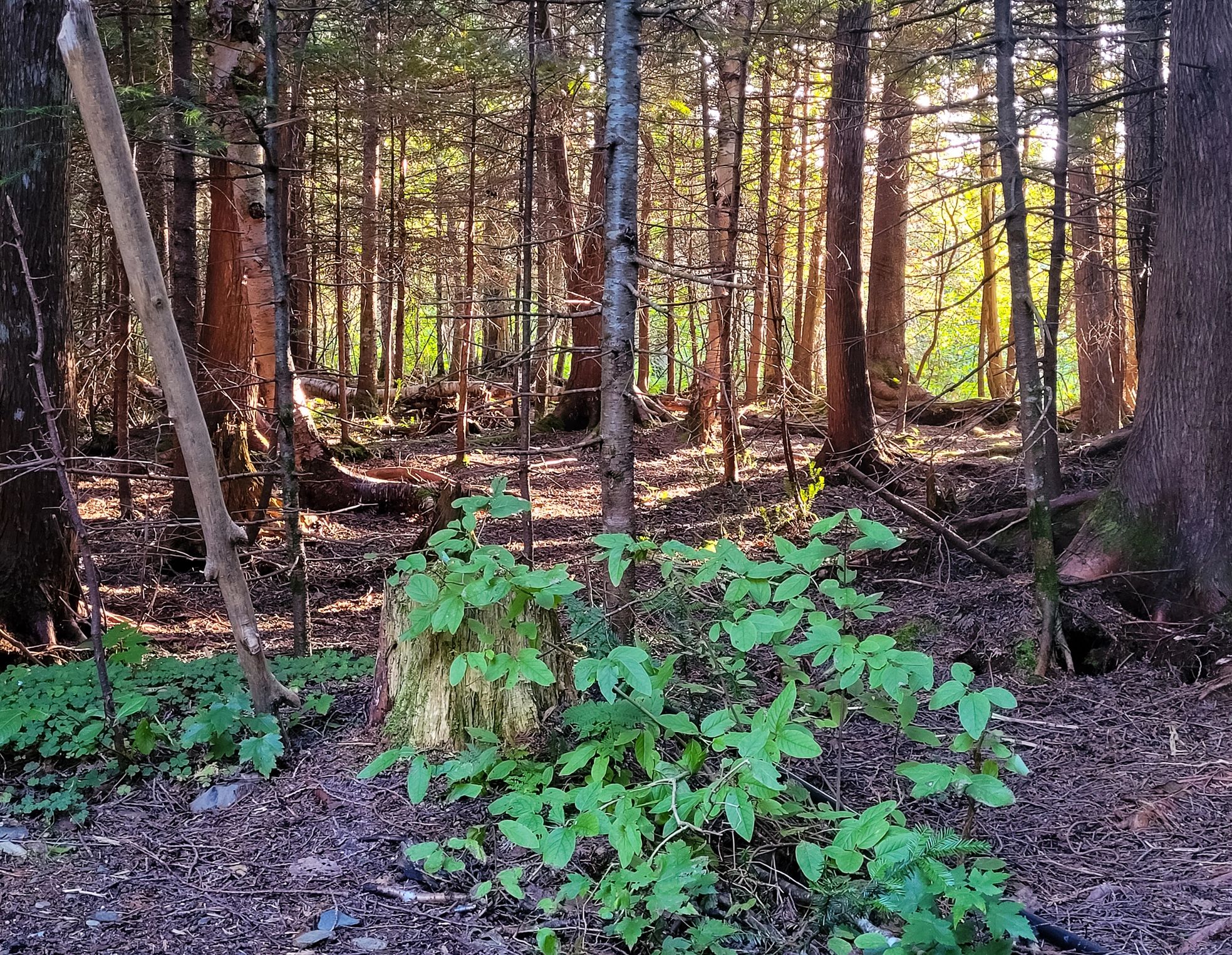 Forest hiking trail symbolizing exploration, growth, and direction